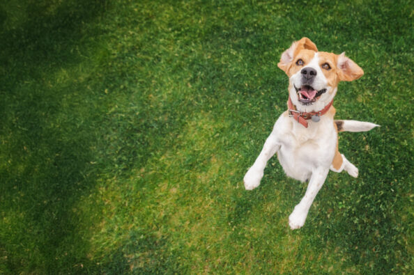 Joyful beagle jumping on green grass with ears flapping and mouth open, looking excited and playful during outdoor activity Παγκόσμια Ημέρα Σκύλου