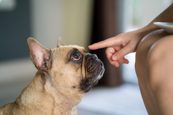 closeup-fawn-french-bulldog-looking-child-s-finger Εκπαίδευση σκύλου