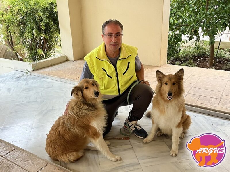 Collie - Ηρακλής & Άγγελος