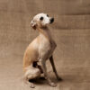 Italian Greyhound