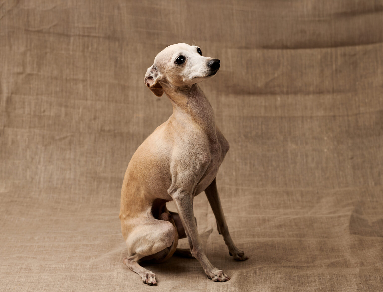 Italian Greyhound