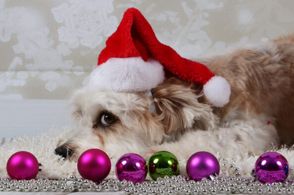 Selective focus shot of a dog aying on the blanket indoors with Christmas decorations Σκύλος - Χριστούγεννα