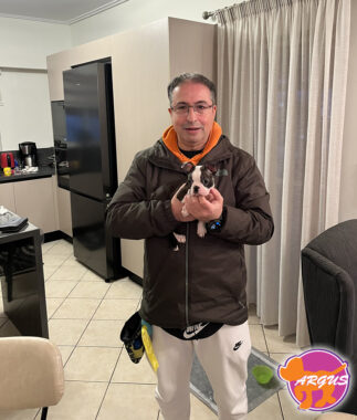 Boston Terrier - Sherman