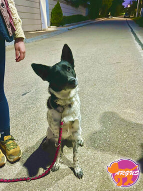 Λαλού - Βασική υπακοή