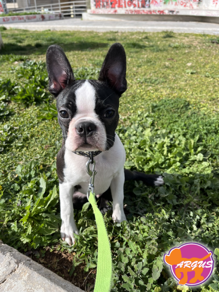 Boston Terrier - Simba