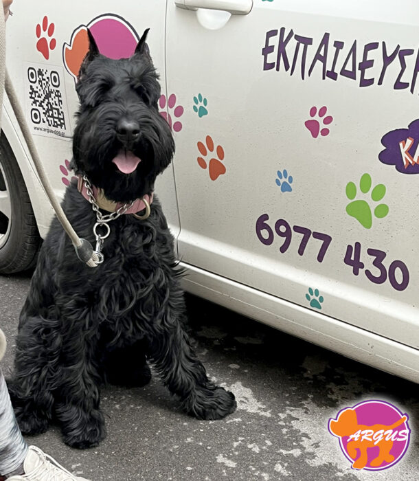 Giant Schnauzer - Luna