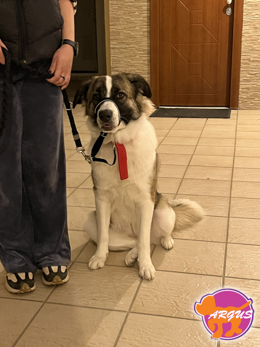 Ελληνικός Ποιμενικός - Ζενέ