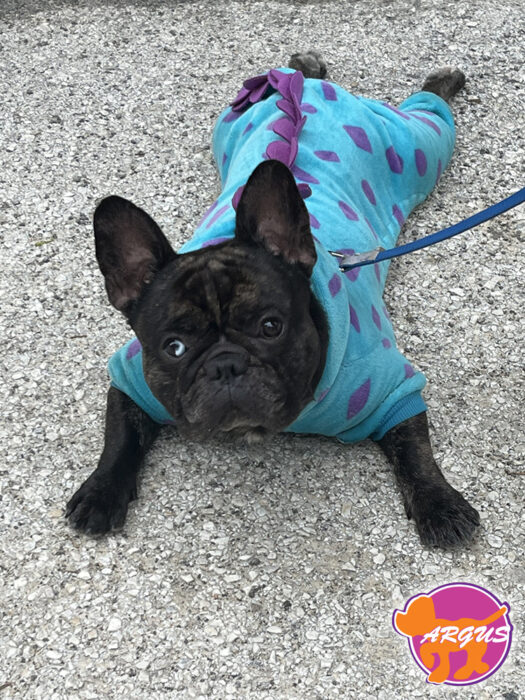 French bulldog - Sugar