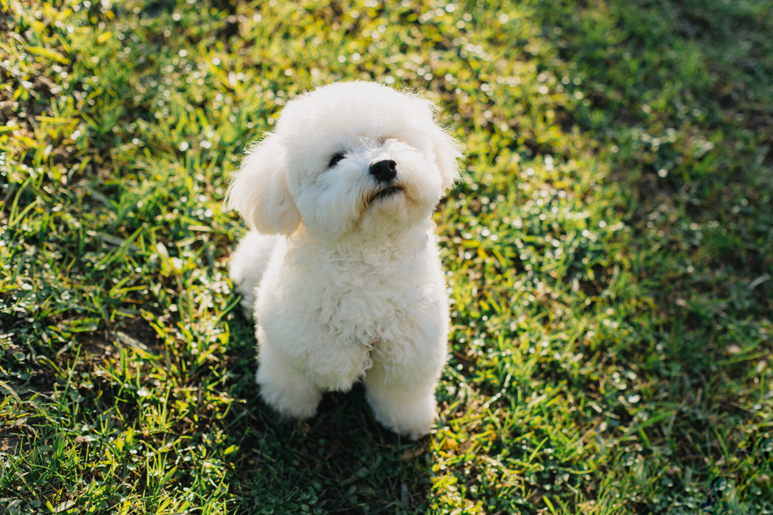 Μπισόν Φριζέ (Bichon Frisé)