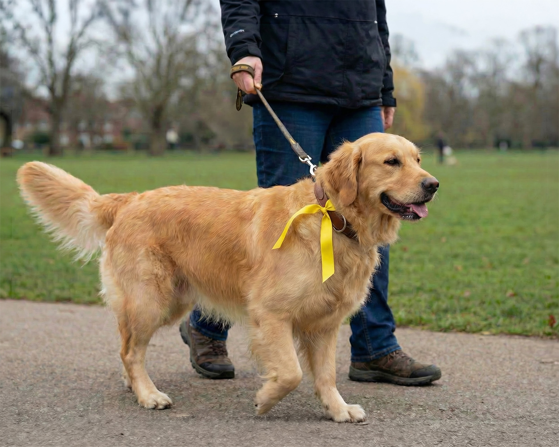 The yellow dog project