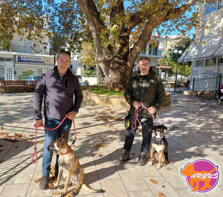Αγάπη — Ημίαιμο, Καπανδρίτι