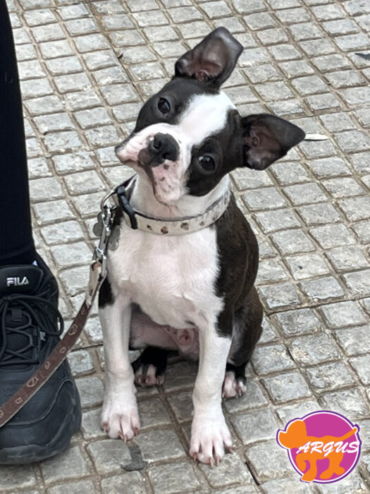 Boston Terrier - Sherman