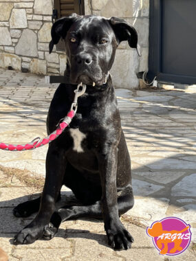 Άννα - Cane Corso