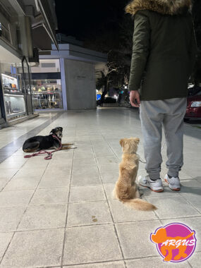 Μάγια - Κηφισιά