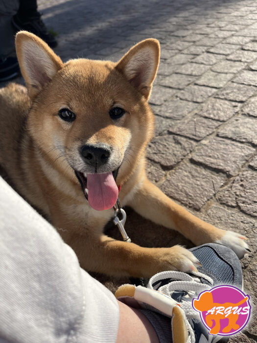 Shiba Inu (Σίμπα Ίνου) - Kylo