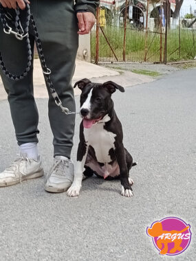 American Staffordshire Terrier - Olaf