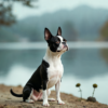 Boston Terrier