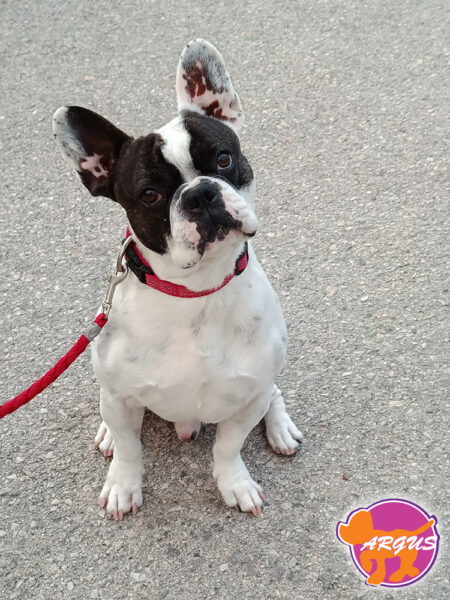 French Bulldog - Yoda