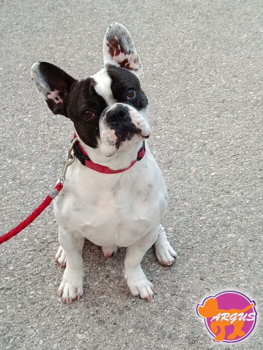 French Bulldog - Yoda