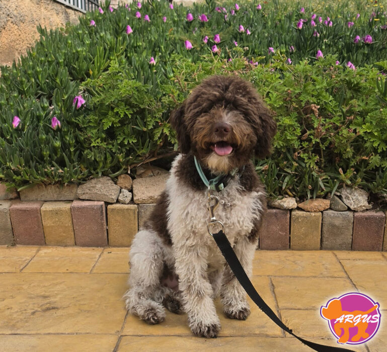 Lagotto Romagnolo - Bella