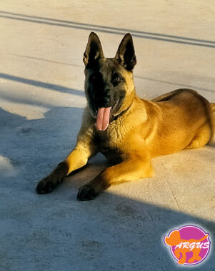 Diego - Μαλινουά Malinois - Βασική εκπαίδευση σκύλου Ίλιον
