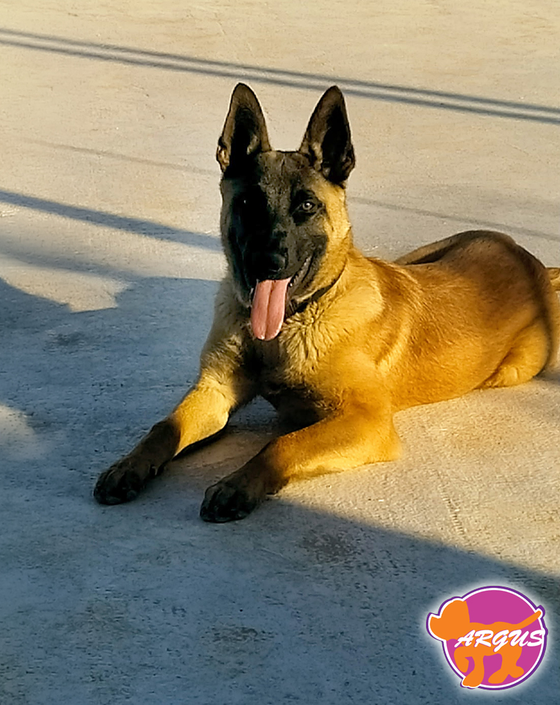 Diego - Μαλινουά Malinois - Βασική εκπαίδευση σκύλου Ίλιον