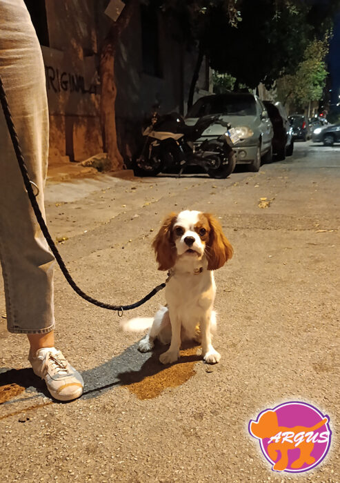 Disaster - Cavalier King Charles - βασική υπακοή σκύλου Πατήσια