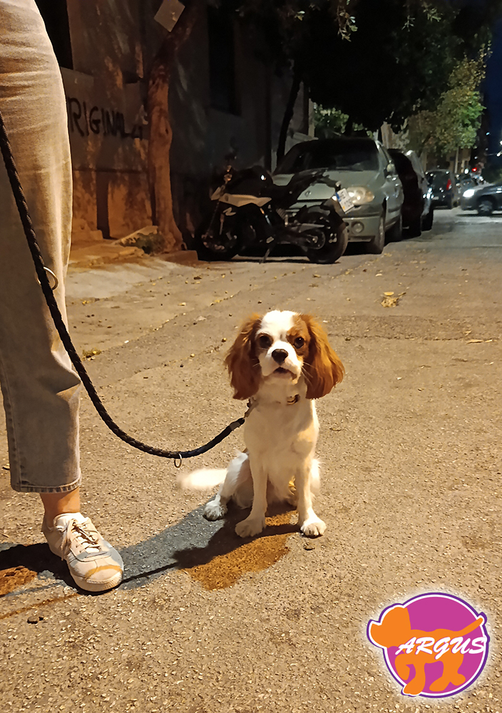 Disaster - Cavalier King Charles - βασική υπακοή σκύλου Πατήσια
