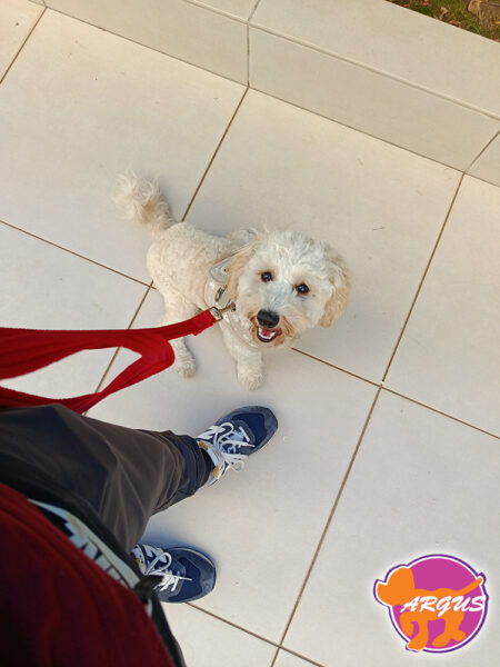 Noel - Maltipoo - Εκπαίδευση σκύλου Λυκόβρυση