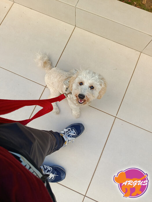 Noel - Maltipoo - Εκπαίδευση σκύλου Λυκόβρυση