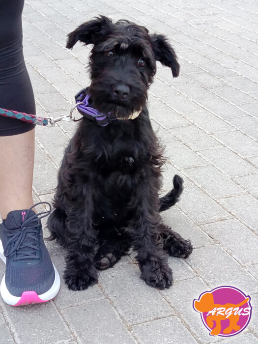 Φοίβη - Schnauzer - Βασική εκπαίδευση σκύλου Μελίσσια