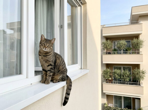cat-mpalkoni