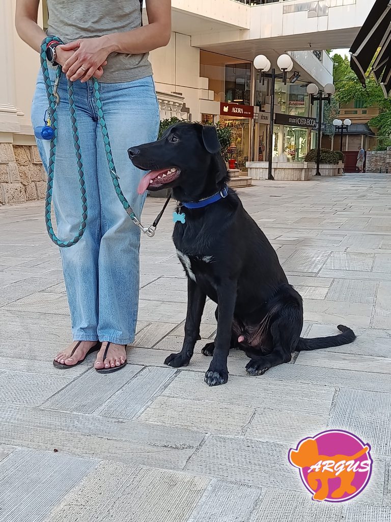 Ερμής — Ημίαιμο, Κηφισιά