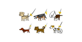 Τι σημαίνει η κίτρινη ένδειξη σε έναν σκύλο;
